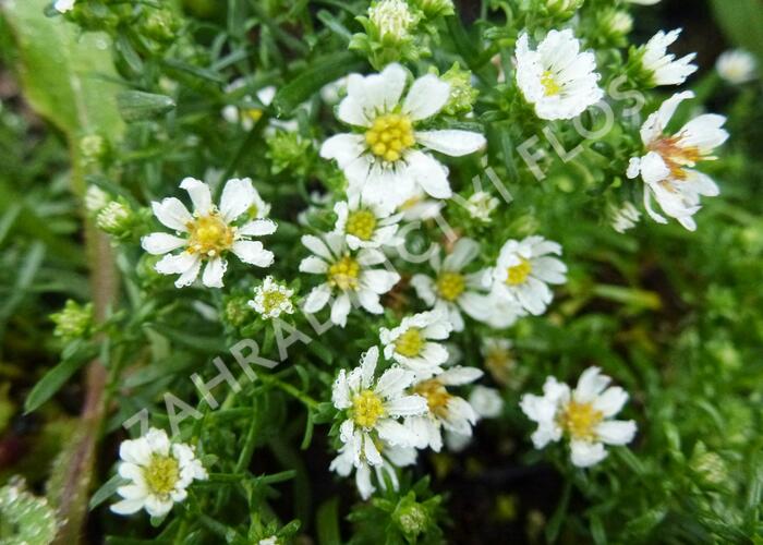 Hvězdnice vřesovcová 'Snowflurry' - Aster ericoides 'Snowflurry'