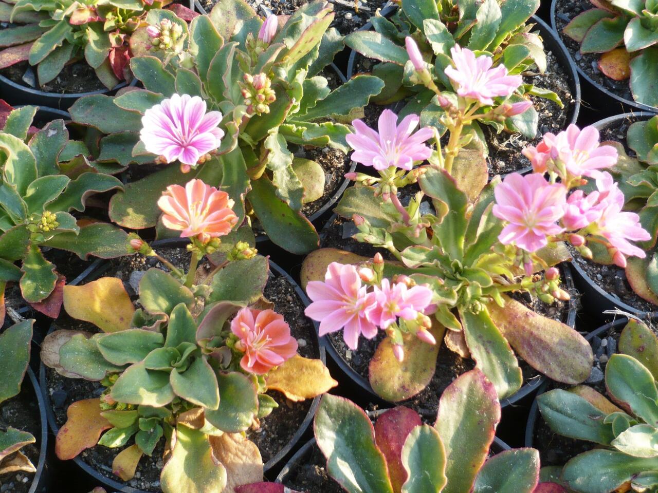 Lewisia Little Raspberry Levisie 'Little Peach' - Lewisia x longipetala 'Little Peach ...