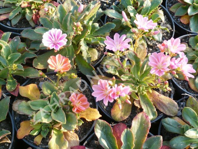 Levisie 'Little Peach' - Lewisia x longipetala 'Little Peach'