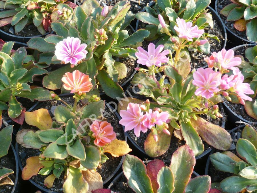 Levisie 'Little Peach' - Lewisia x longipetala 'Little Peach'