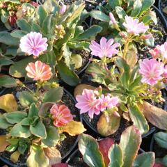 Levisie 'Little Peach' - Lewisia x longipetala 'Little Peach'