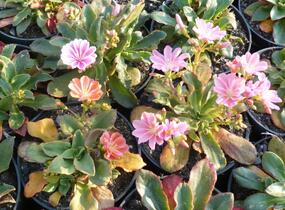 Levisie 'Little Peach' - Lewisia x longipetala 'Little Peach'