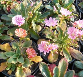 Levisie 'Little Peach' - Lewisia x longipetala 'Little Peach'