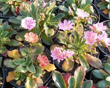 Levisie 'Little Peach'