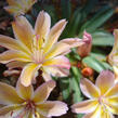 Levisie 'Little Peach' - Lewisia x longipetala 'Little Peach'