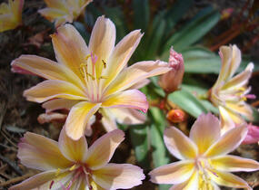 Levisie 'Little Peach' - Lewisia x longipetala 'Little Peach'