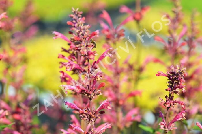 Agastache mexická 'Red Fortune' - Agastache mexicana 'Red Fortune'