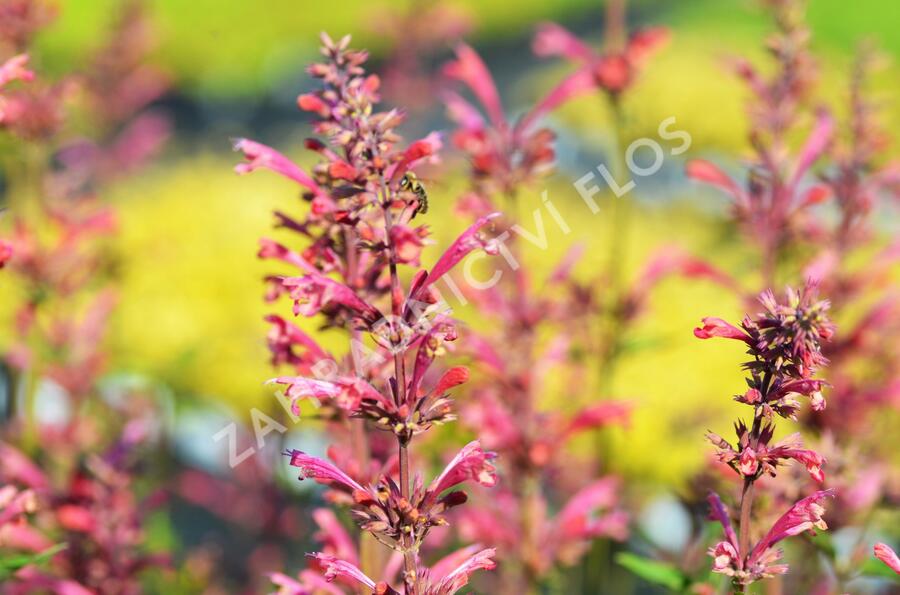 Agastache mexická 'Red Fortune' - Agastache mexicana 'Red Fortune'