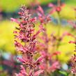 Agastache mexická 'Red Fortune' - Agastache mexicana 'Red Fortune'
