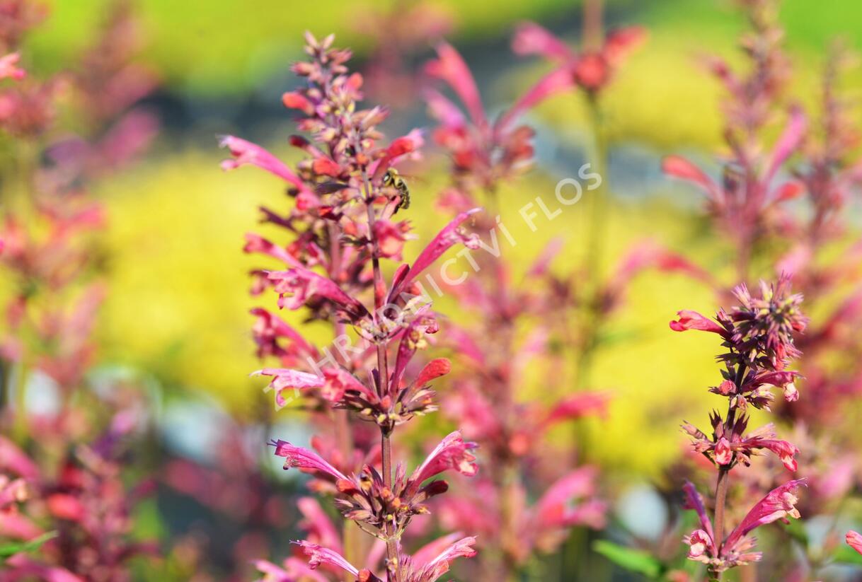 Agastache mexická 'Red Fortune' - Agastache mexicana 'Red Fortune'