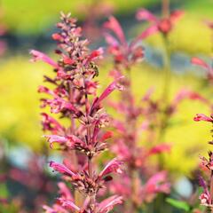 Agastache mexická 'Red Fortune' - Agastache mexicana 'Red Fortune'