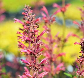 Agastache mexická 'Red Fortune' - Agastache mexicana 'Red Fortune'