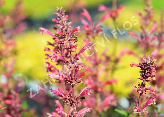 Agastache mexická 'Red Fortune' - Agastache mexicana 'Red Fortune'