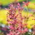 agastache-mexicka-red-fortune.jpg