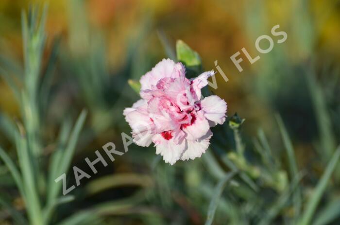 Hvozdík péřitý 'Monica Wyatt' - Dianthus plumarius 'Monica Wyatt'