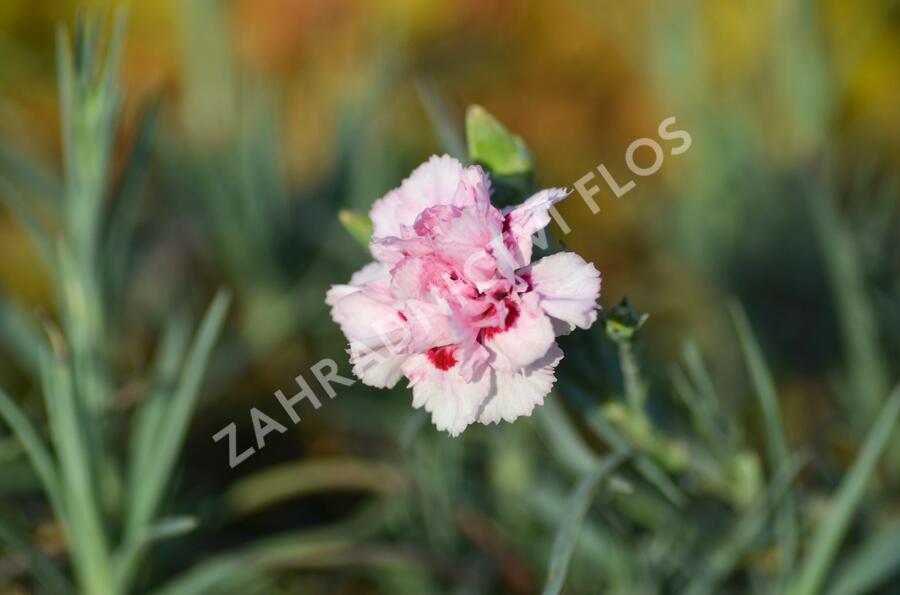 Hvozdík péřitý 'Monica Wyatt' - Dianthus plumarius 'Monica Wyatt'