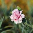 Hvozdík péřitý 'Monica Wyatt' - Dianthus plumarius 'Monica Wyatt'