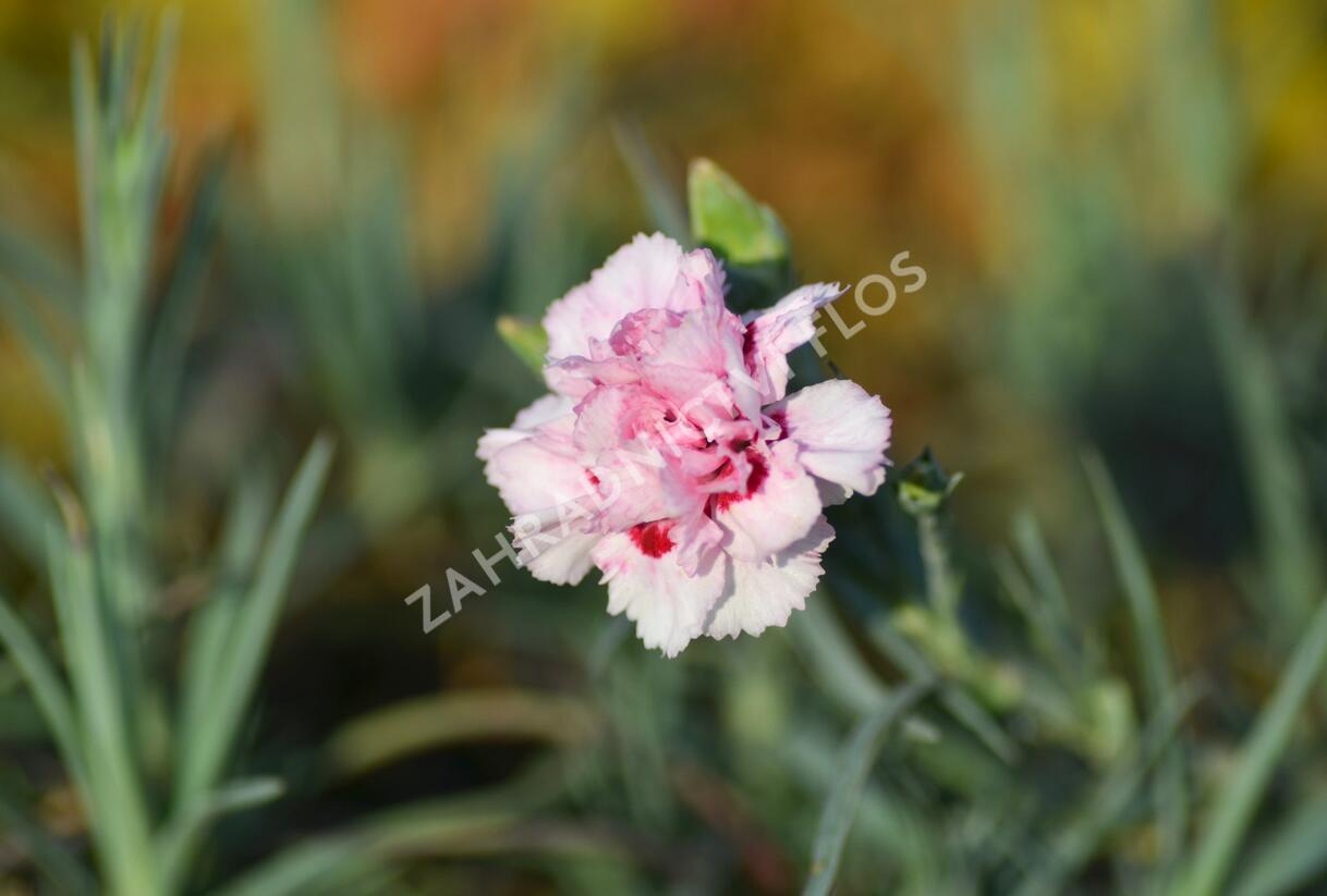 Hvozdík péřitý 'Monica Wyatt' - Dianthus plumarius 'Monica Wyatt'