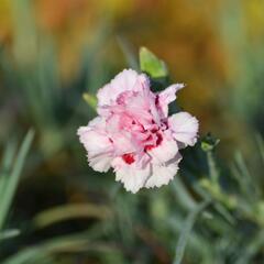 Hvozdík péřitý 'Monica Wyatt' - Dianthus plumarius 'Monica Wyatt'