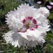 Hvozdík péřitý 'Ine' - Dianthus plumarius 'Ine'