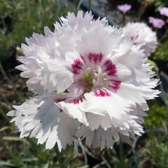 Hvozdík péřitý 'Ine' - Dianthus plumarius 'Ine'