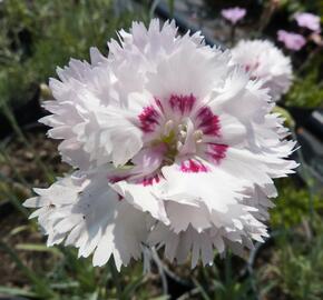 Hvozdík péřitý 'Ine' - Dianthus plumarius 'Ine'