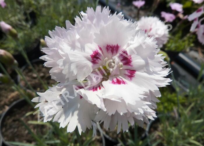 Hvozdík péřitý 'Ine' - Dianthus plumarius 'Ine'