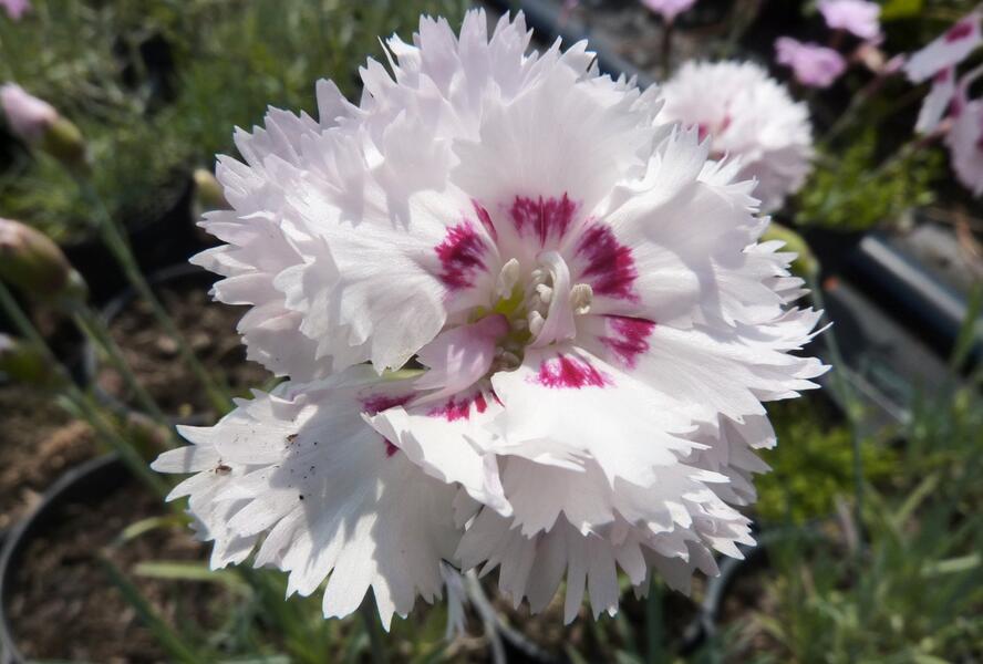 Hvozdík péřitý 'Ine' - Dianthus plumarius 'Ine'