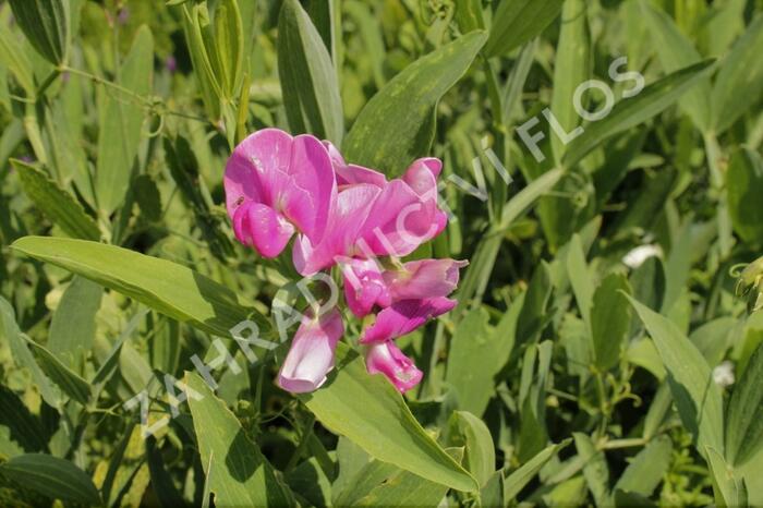 Hrachor širokolistý 'Rot' - Lathyrus latifolius 'Rot'