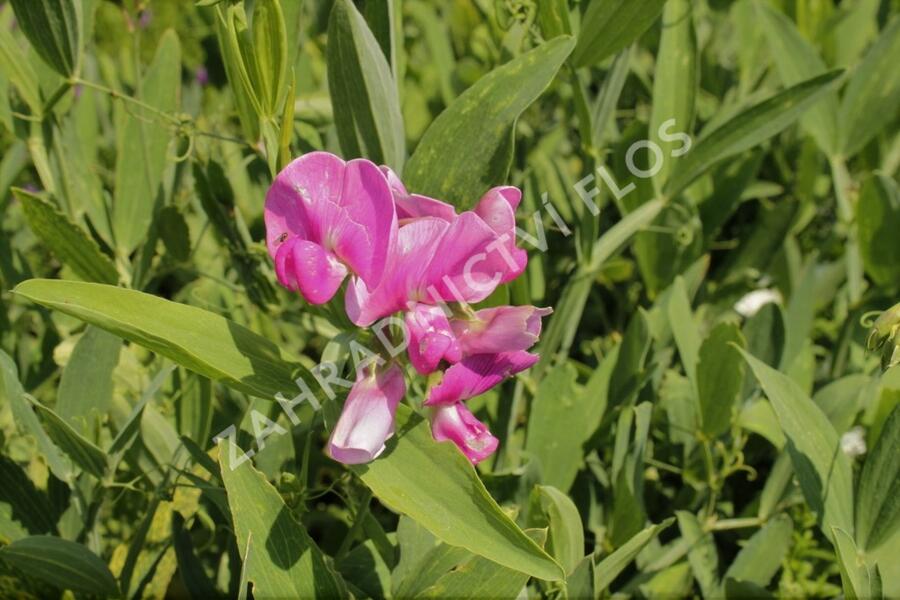 Hrachor širokolistý 'Rot' - Lathyrus latifolius 'Rot'