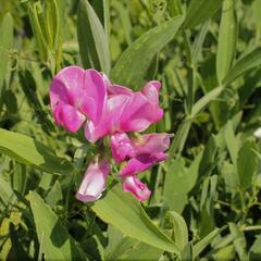 Hrachor širokolistý 'Rot' - Lathyrus latifolius 'Rot'