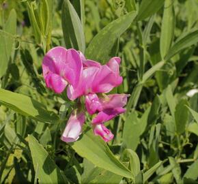 Hrachor širokolistý 'Rot' - Lathyrus latifolius 'Rot'