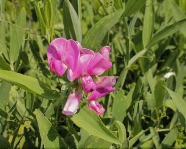 Hrachor širokolistý 'Rot'