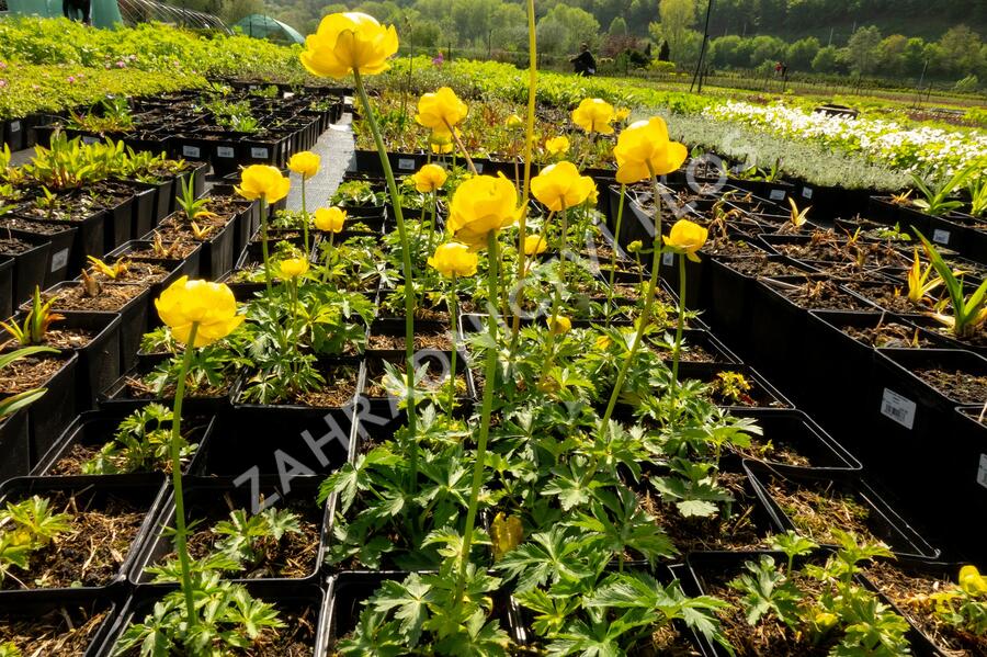 Upolín ‘Lemon Supreme’ - Trollius europaeus compactus ‘Lemon Supreme’