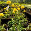 Upolín ‘Lemon Supreme’ - Trollius europaeus compactus ‘Lemon Supreme’