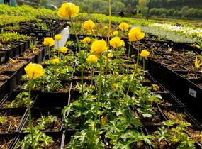 Upolín ‘Lemon Supreme’ - Trollius europaeus compactus ‘Lemon Supreme’