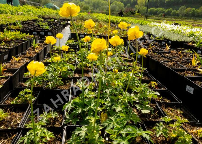 Upolín ‘Lemon Supreme’ - Trollius europaeus compactus ‘Lemon Supreme’