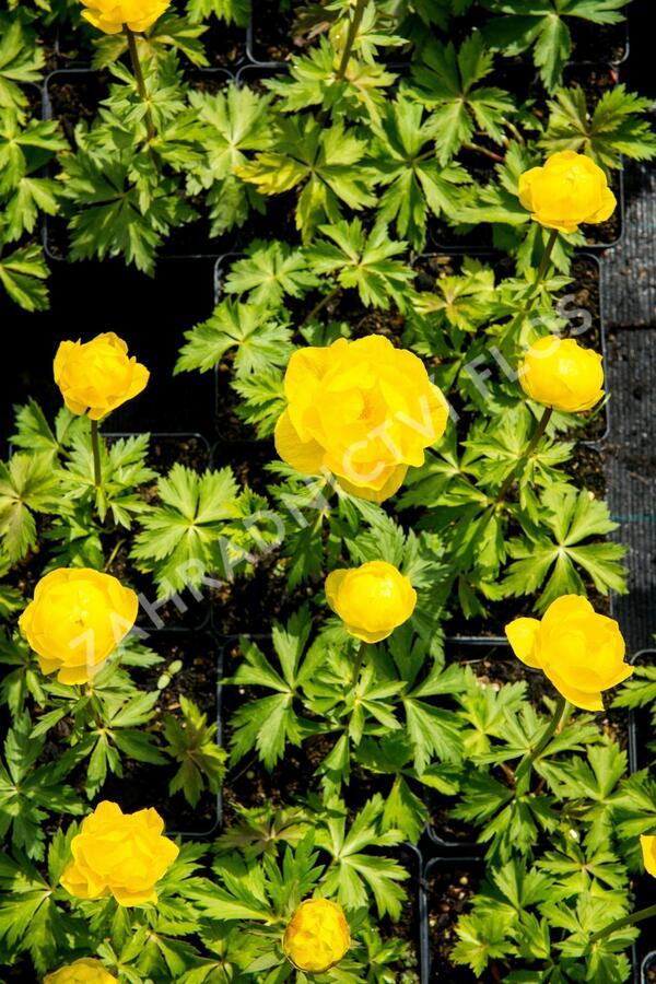 Upolín ‘Lemon Supreme’ - Trollius europaeus compactus ‘Lemon Supreme’