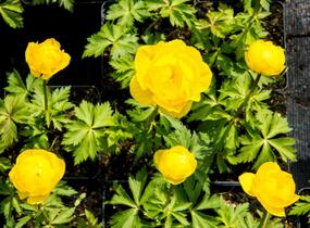 Upolín ‘Lemon Supreme’ - Trollius europaeus compactus ‘Lemon Supreme’