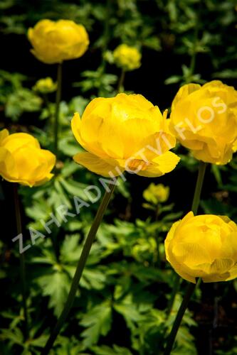Upolín ‘Lemon Supreme’ - Trollius europaeus compactus ‘Lemon Supreme’