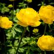 Upolín ‘Lemon Supreme’ - Trollius europaeus compactus ‘Lemon Supreme’