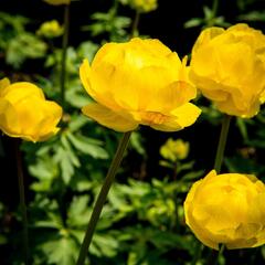 Upolín ‘Lemon Supreme’ - Trollius europaeus compactus ‘Lemon Supreme’