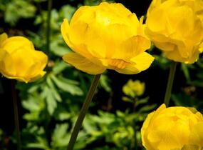 Upolín ‘Lemon Supreme’ - Trollius europaeus compactus ‘Lemon Supreme’