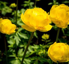 Upolín ‘Lemon Supreme’ - Trollius europaeus compactus ‘Lemon Supreme’