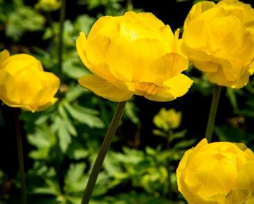 Upolín ‘Lemon Supreme’