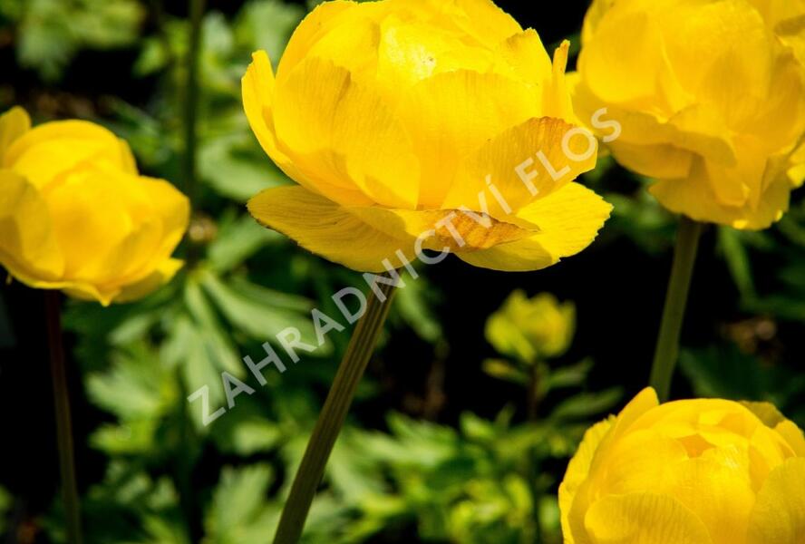 Upolín ‘Lemon Supreme’ - Trollius europaeus compactus ‘Lemon Supreme’