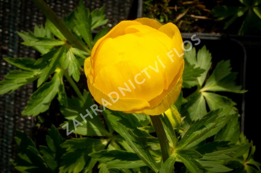 Upolín ‘Lemon Supreme’ - Trollius europaeus compactus ‘Lemon Supreme’
