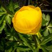 Upolín ‘Lemon Supreme’ - Trollius europaeus compactus ‘Lemon Supreme’