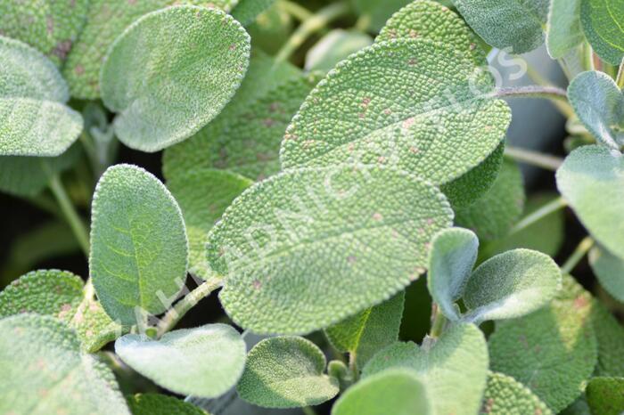 Šalvěj lékařská 'Culinaria' - Salvia officinalis 'Culinaria'