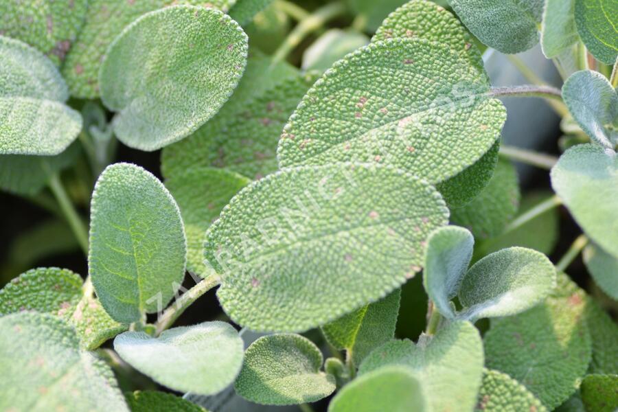 Šalvěj lékařská 'Culinaria' - Salvia officinalis 'Culinaria'